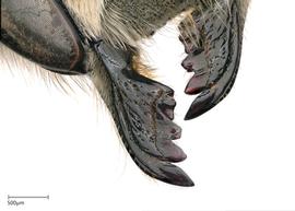   Megachilenbsp;perihirta nbsp;female mandible, photo: Joshua Hengel 
